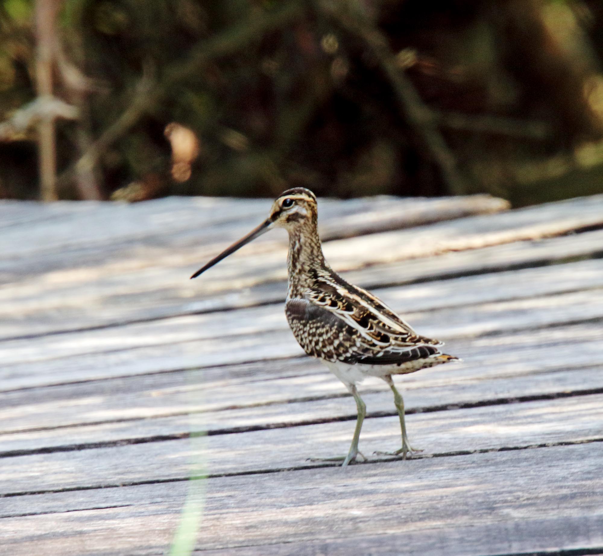 Common Snipe_5358.jpg
