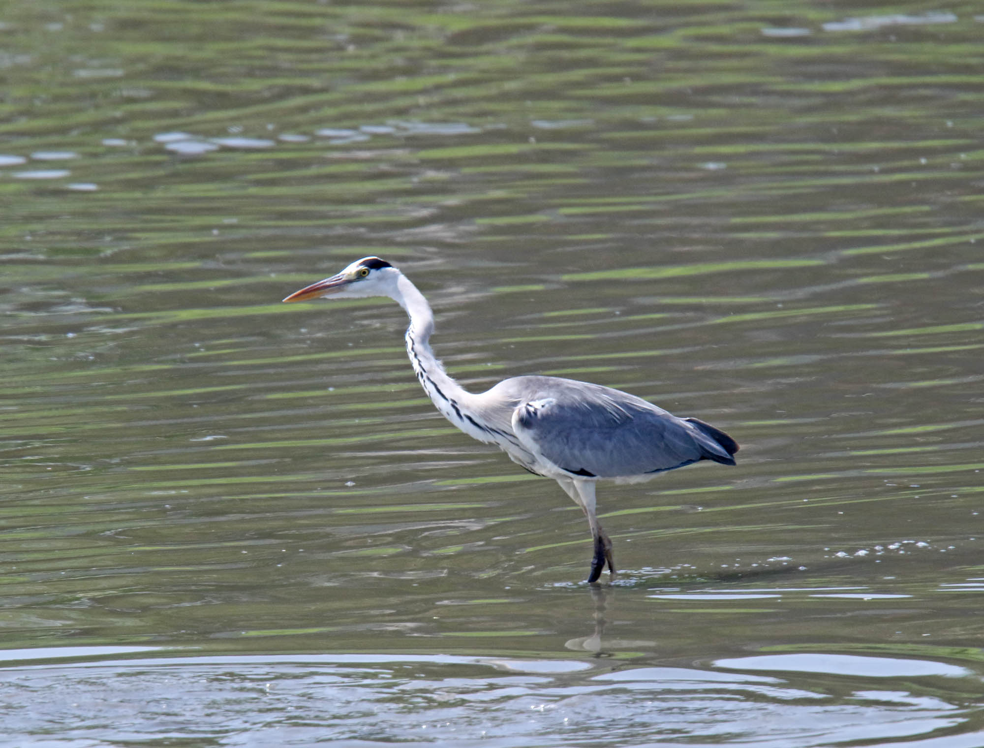 Gray Heron_5118.jpg