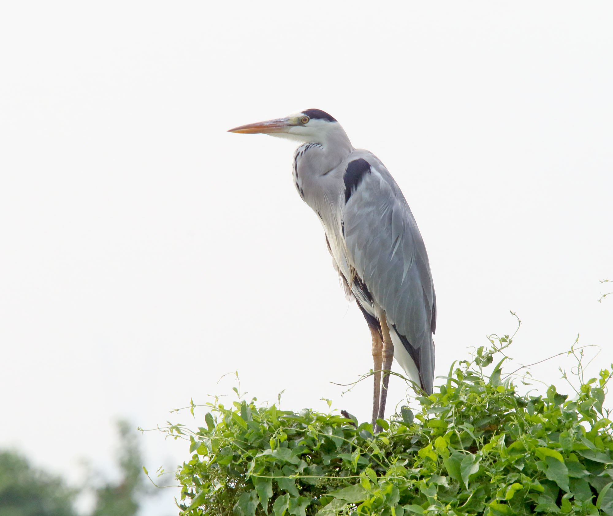 Gray Heron_5390.jpg