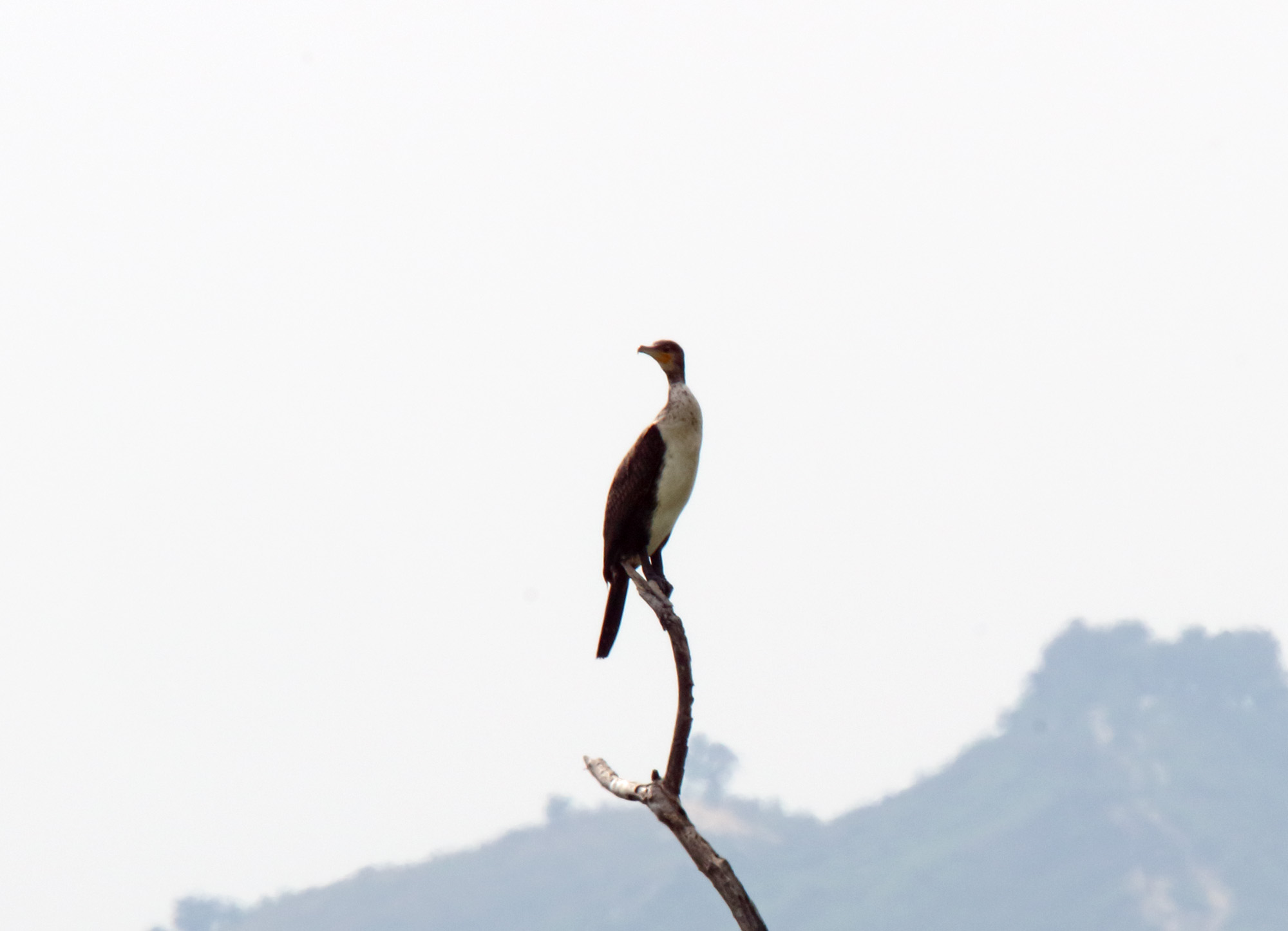 Great Cormorant - juvenile_5298.jpg