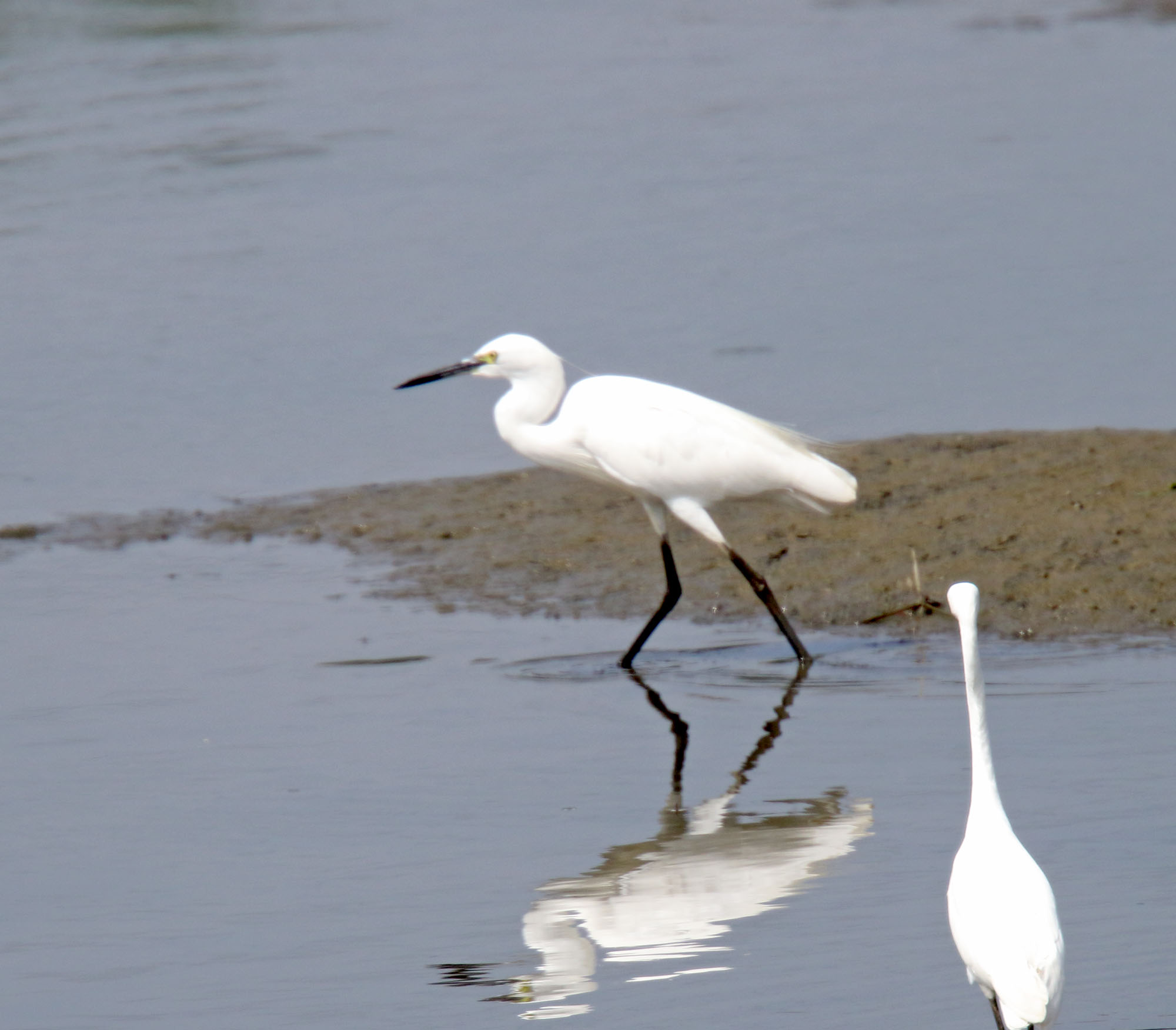 Little Egret_4983.jpg