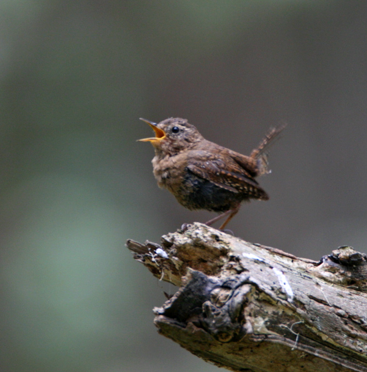 Pacific Wren_0720.jpg