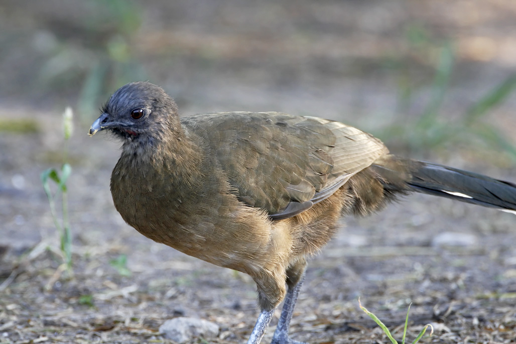 Plain Chachalaca - adult_6615.jpg