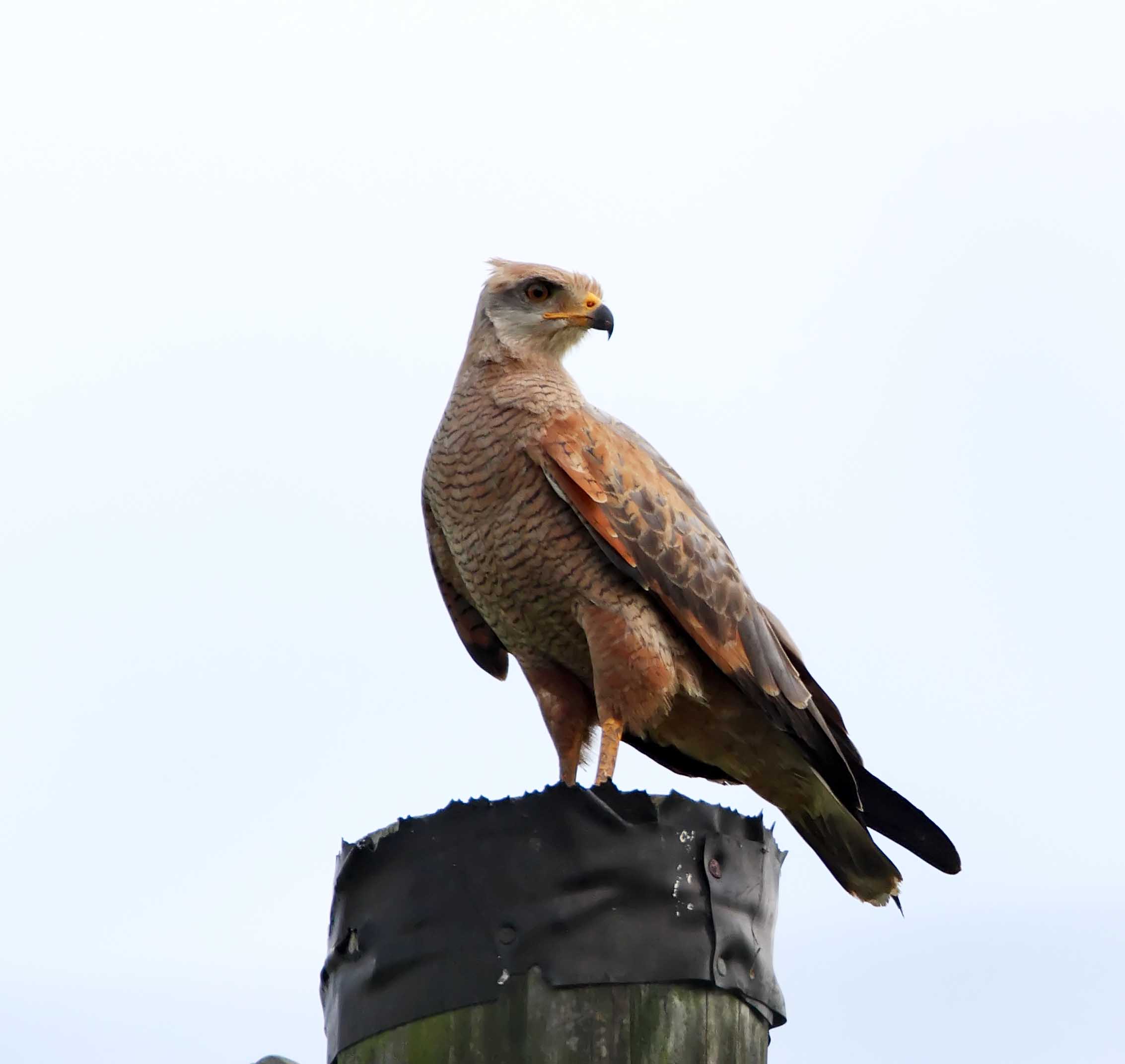 Savanna Hawk_7145.jpg