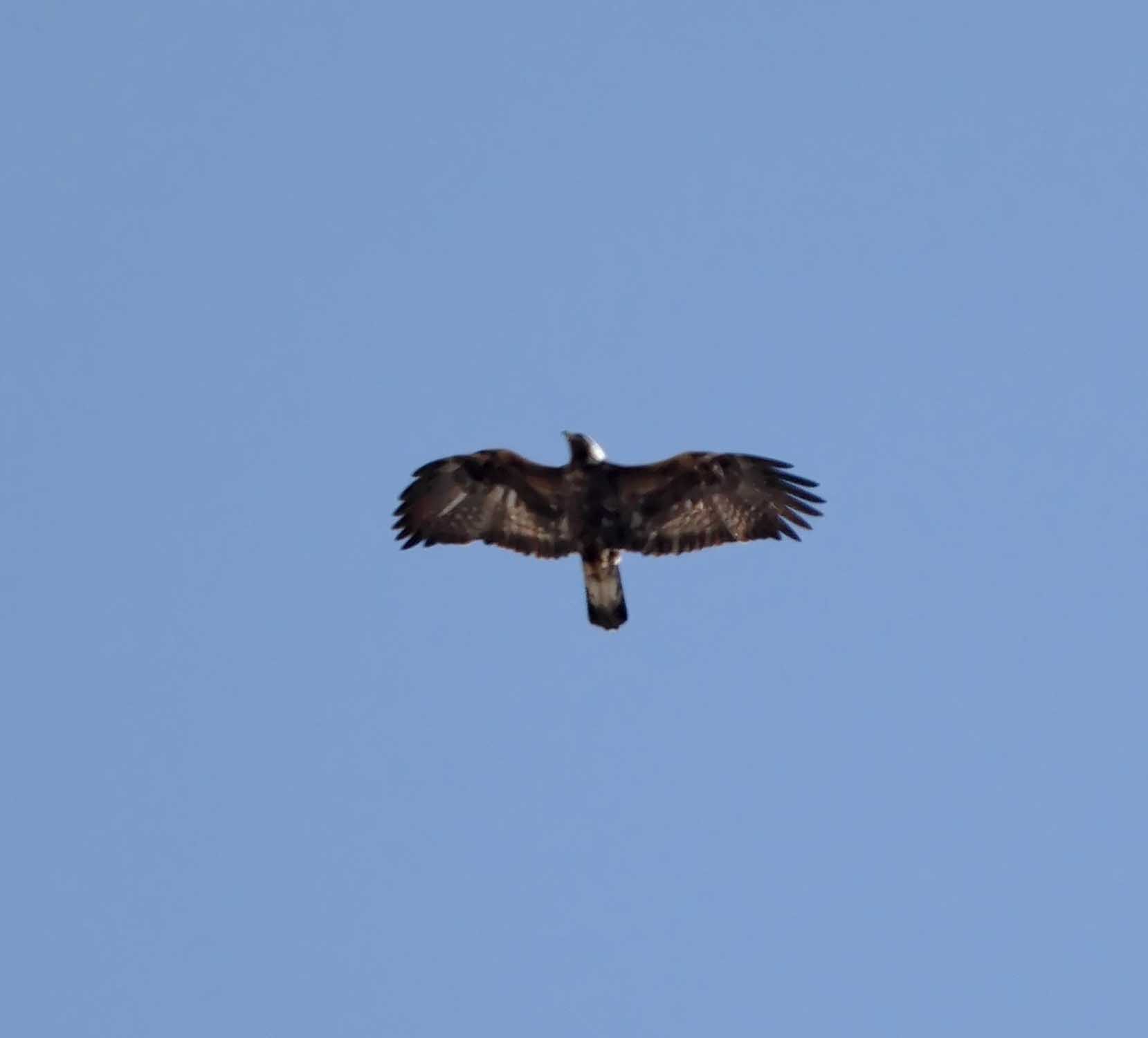 Golden Eagle - juvenile_3303.jpg