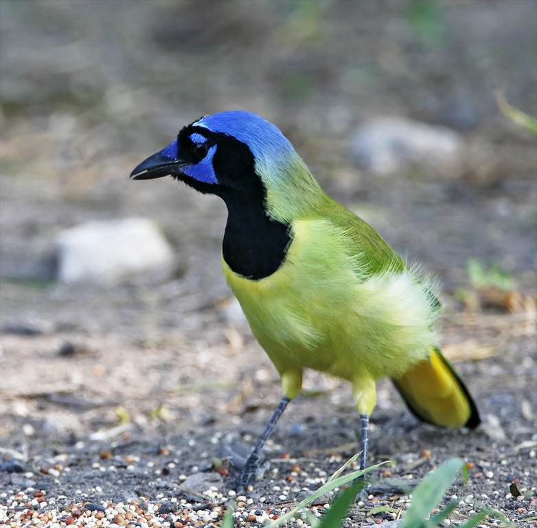 Green Jay_6694.jpg