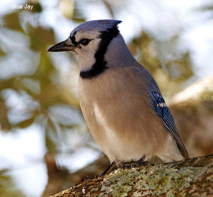 Blue Jay_3175.jpg