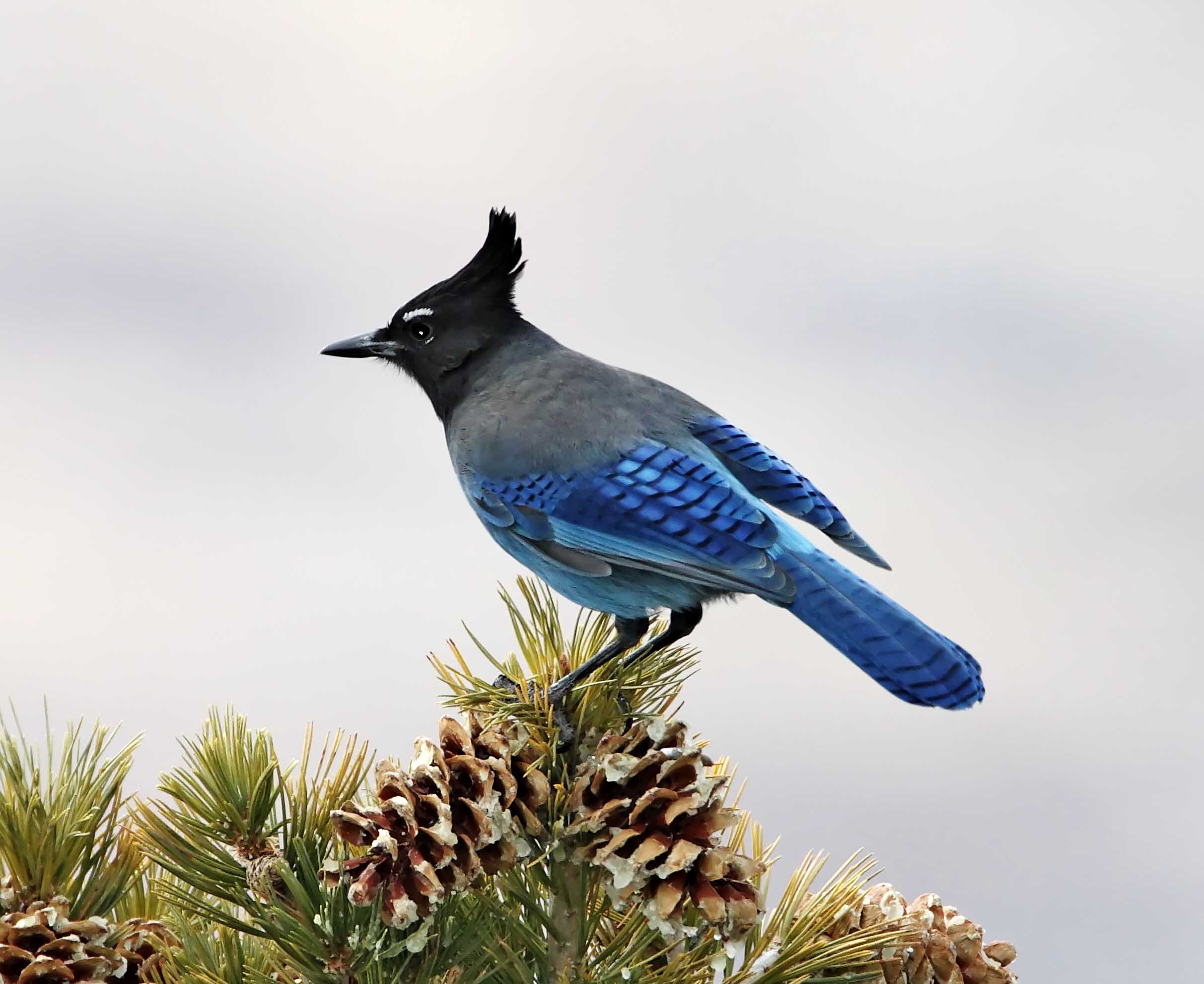 Stellers Jay_2484.jpg
