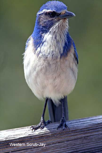 California Scrub-Jay_3892.jpg