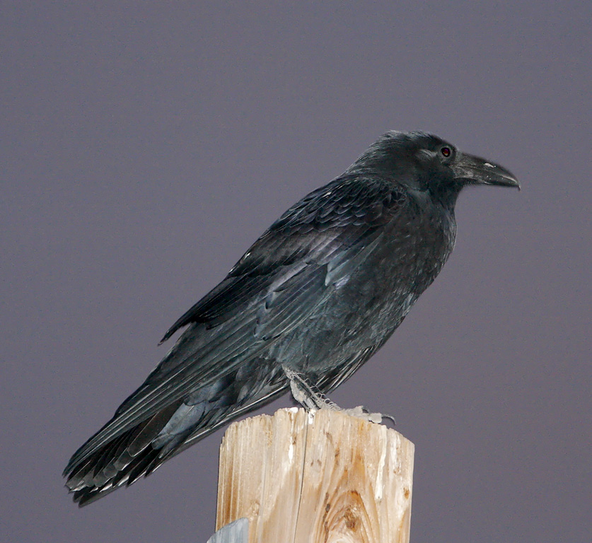 Northern Raven_0070.jpg