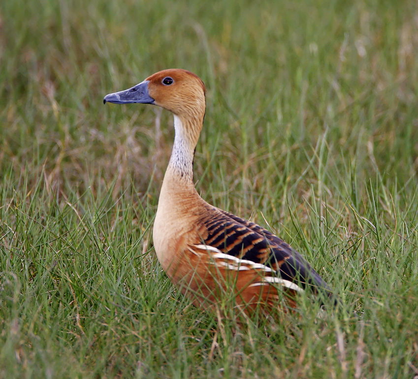 Fulvous Whistling Duck_7340.jpg