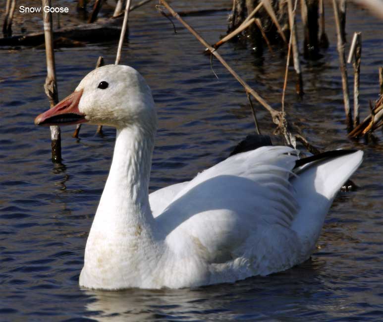 Snow Goose_2545.jpg