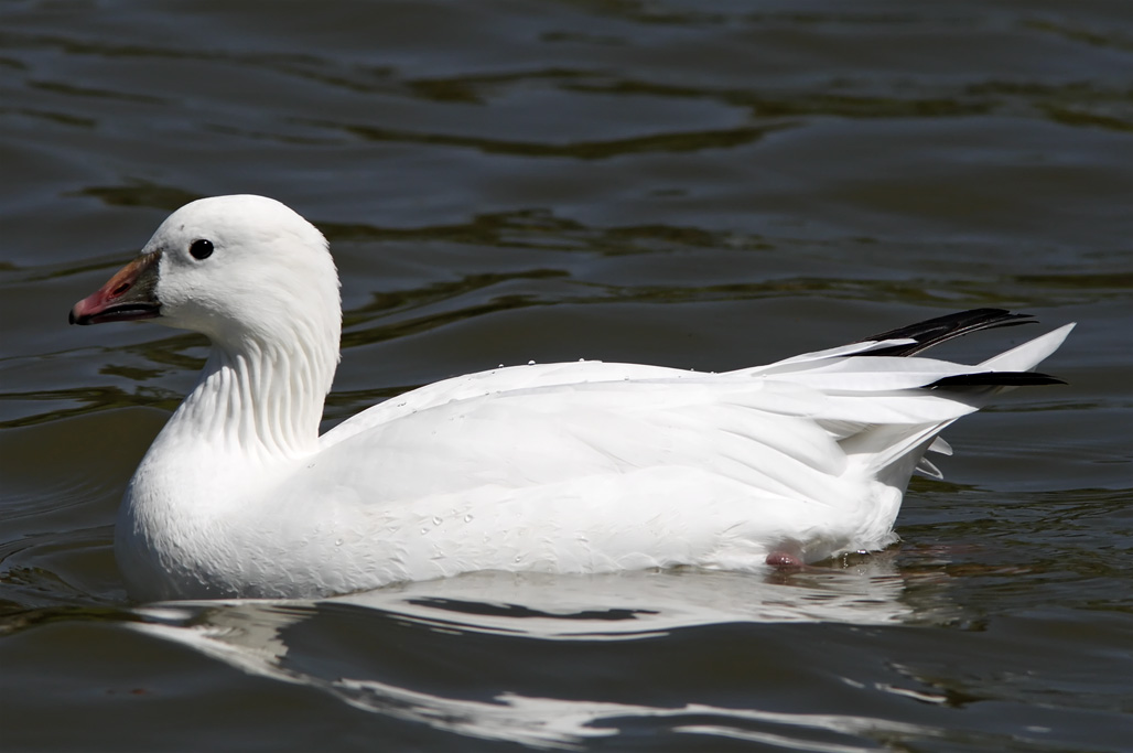 Rosss Goose_4585.jpg