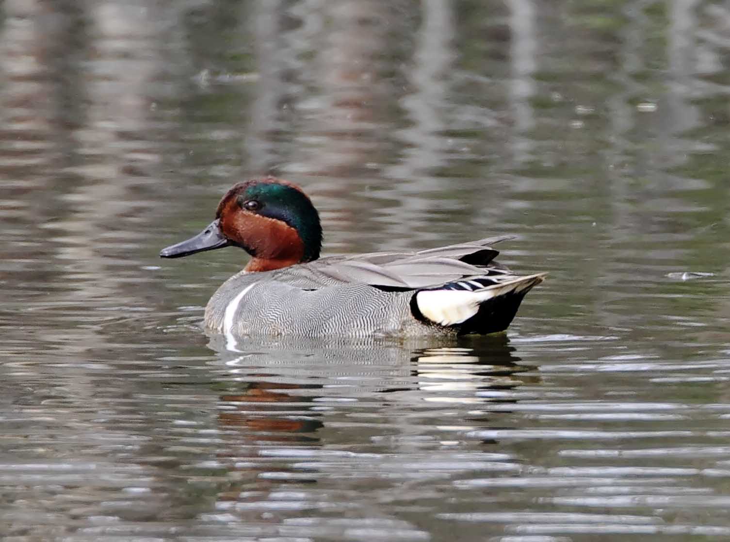 Green-winged Teal - male_4995.jpg