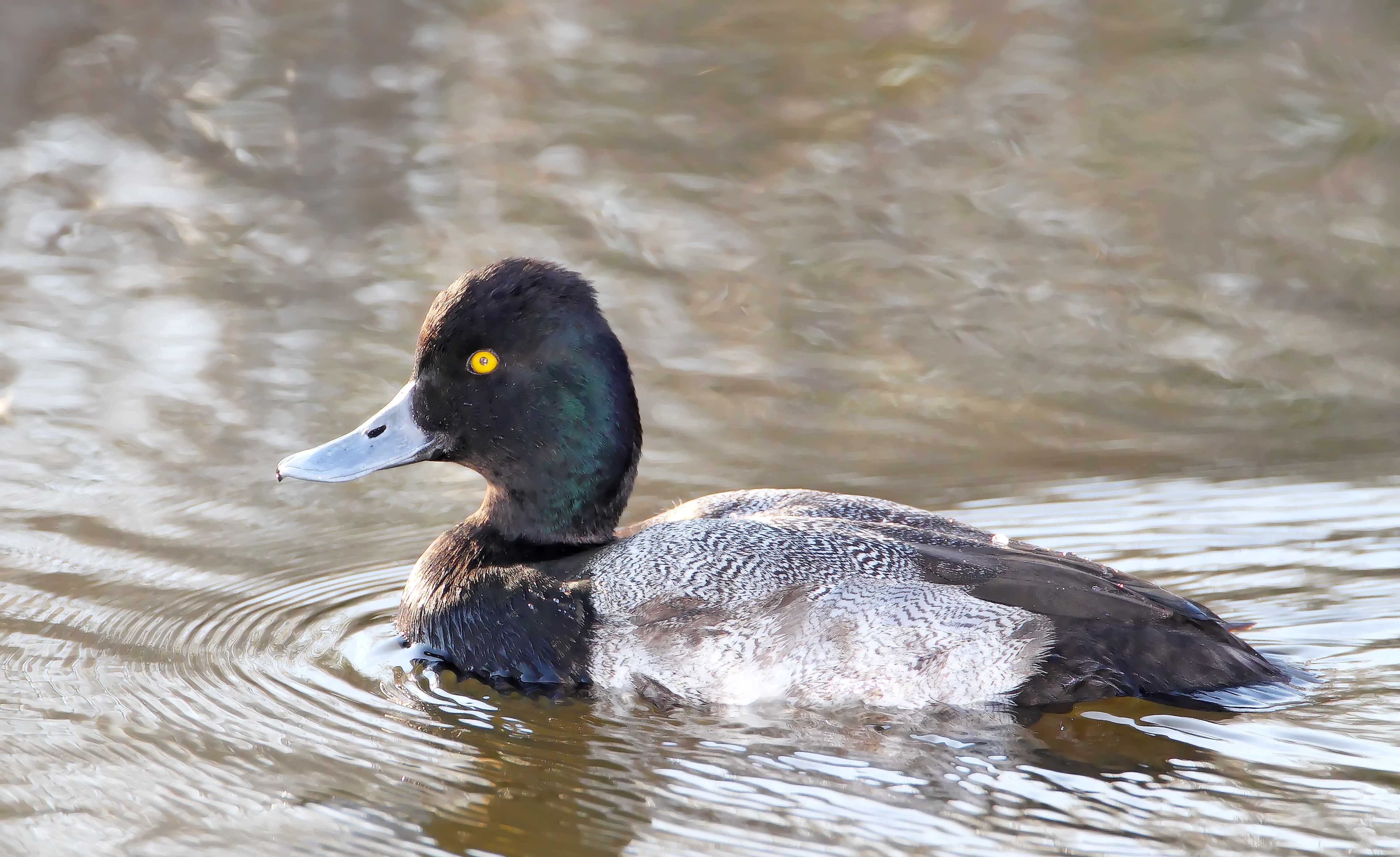 Lesser Scaup - male_3079.jpg