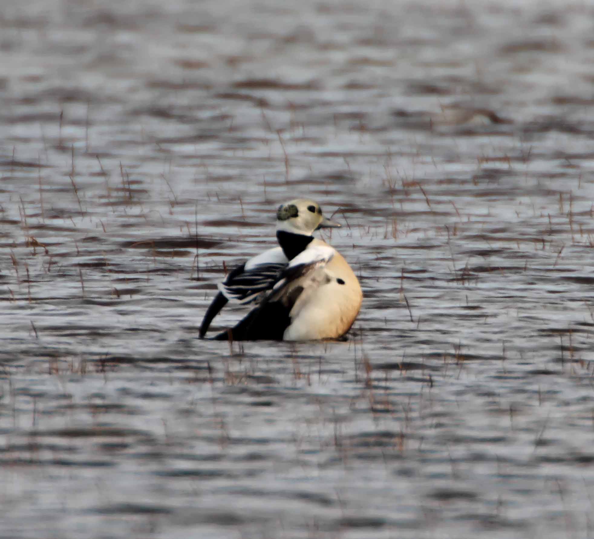 Stellers Eider - male breeding_4872.jpg