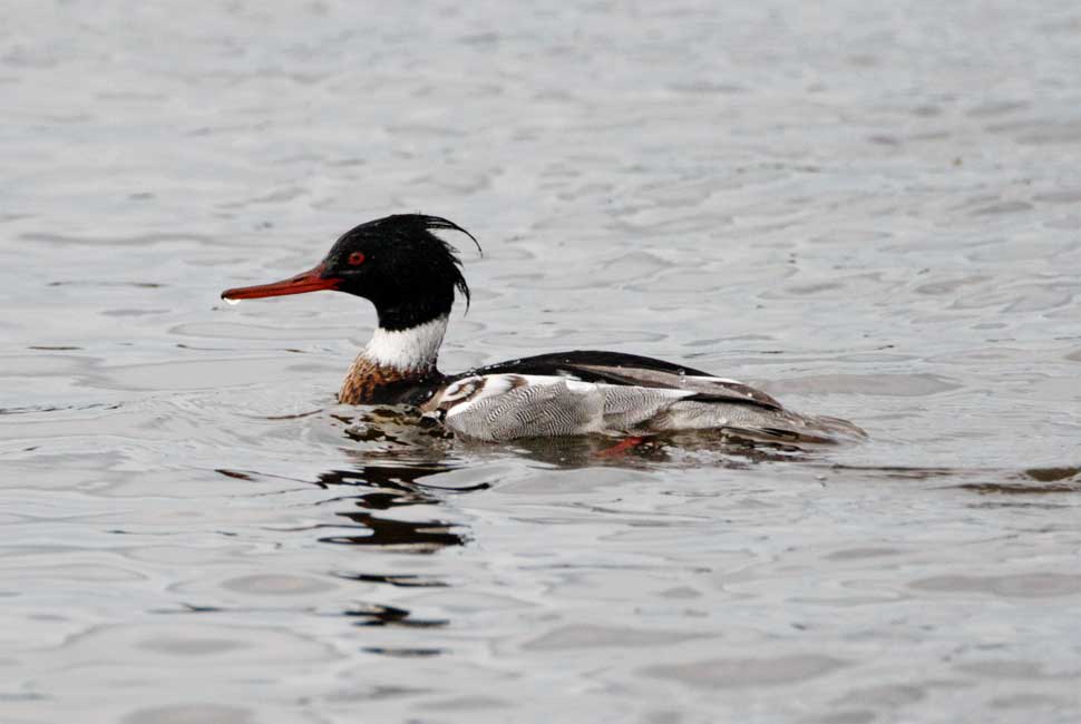 Red-brested Merganser - male_4114.jpg