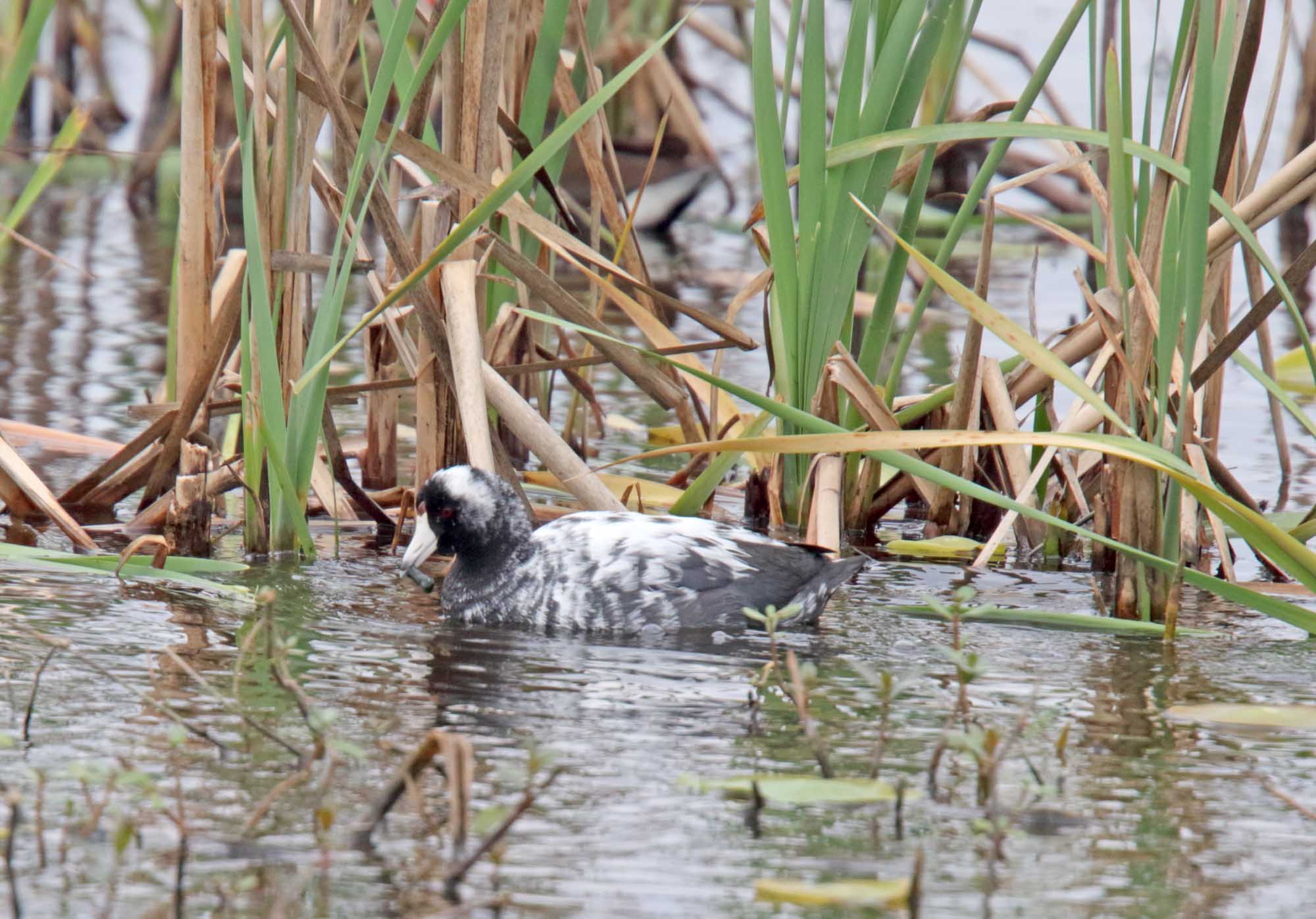 American Coot - leucistic_5776.jpg