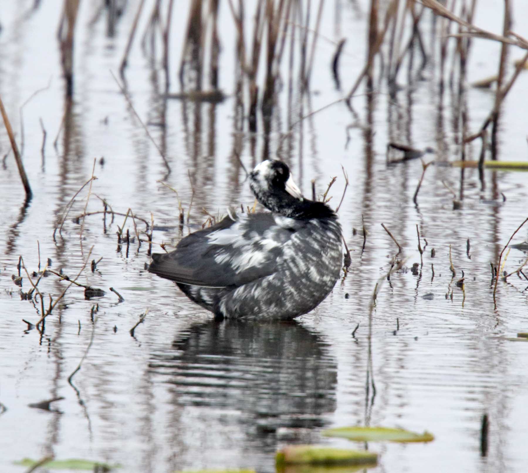 American Coot - leucistic_5768.jpg