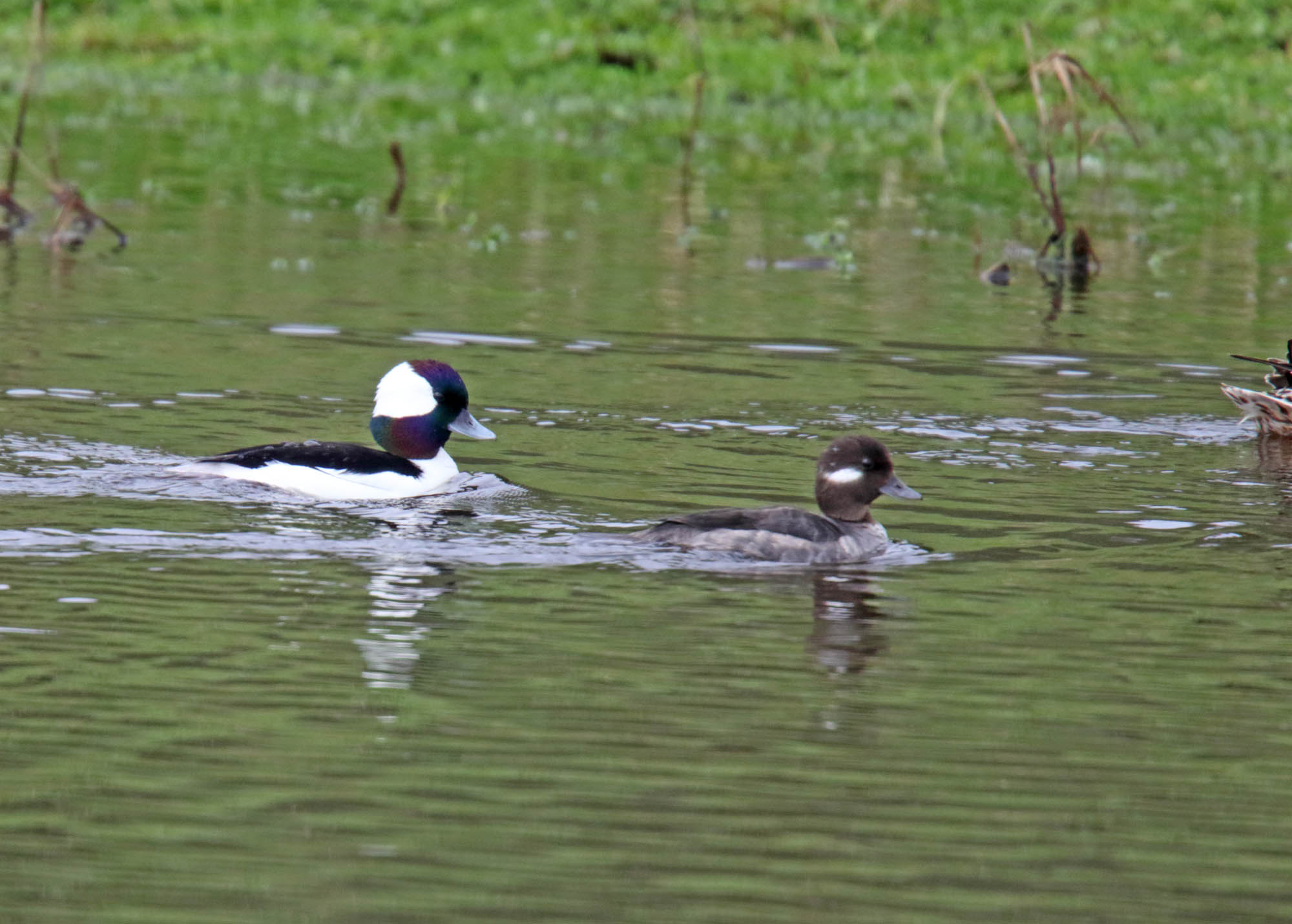 Bufflehead - pair_5911.jpg