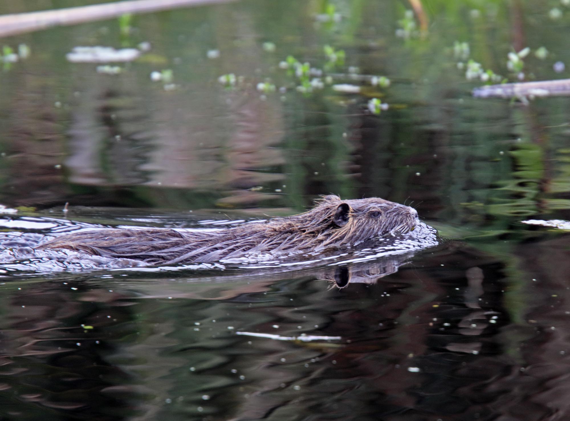 Nutria_5934.jpg