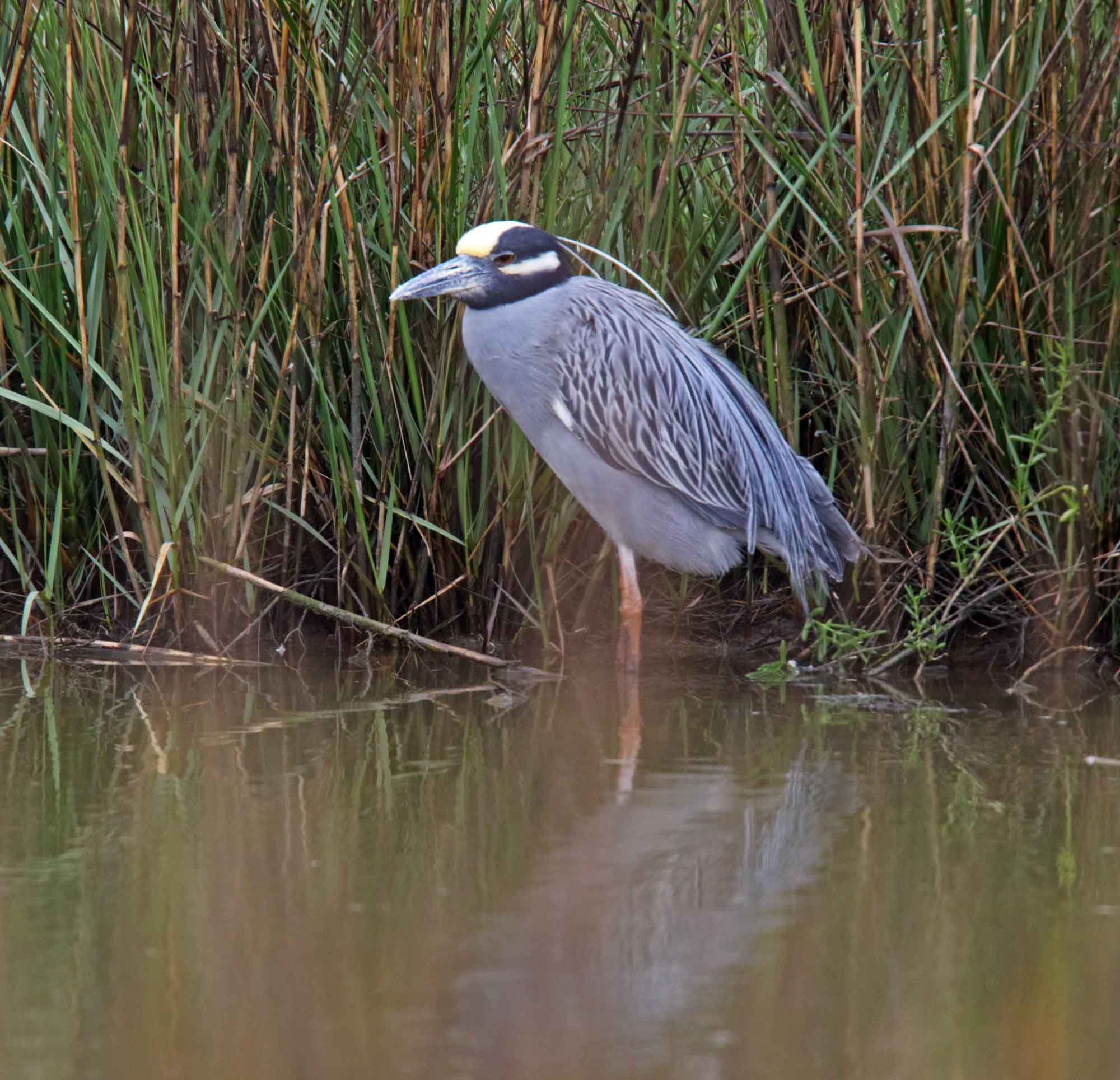 Yellow-crowned Night-Heron_5958.jpg