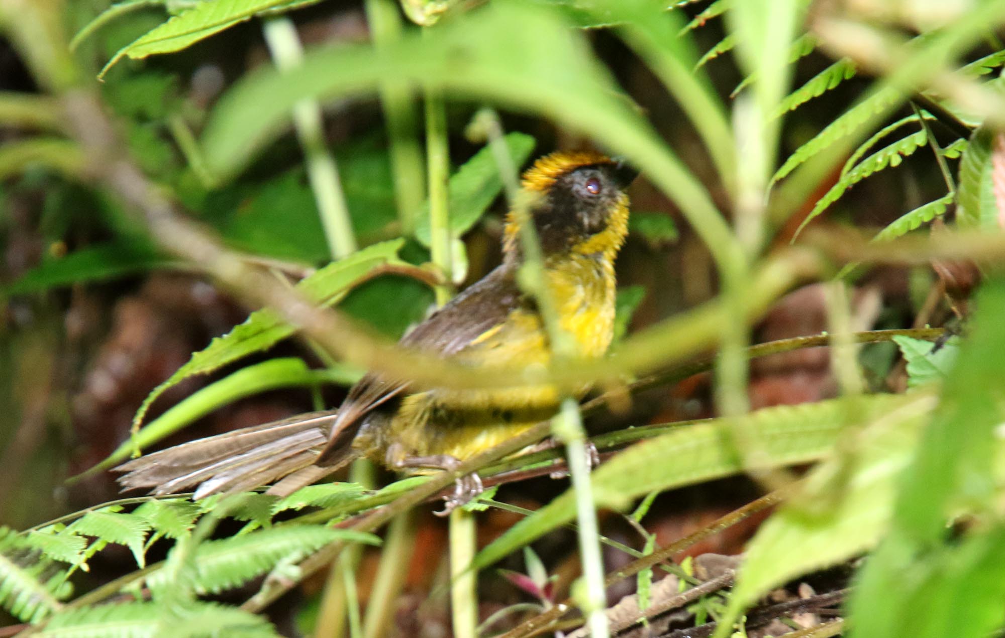 Tricolored Brush-Finch_3733.jpg