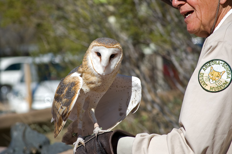 Barn Owl