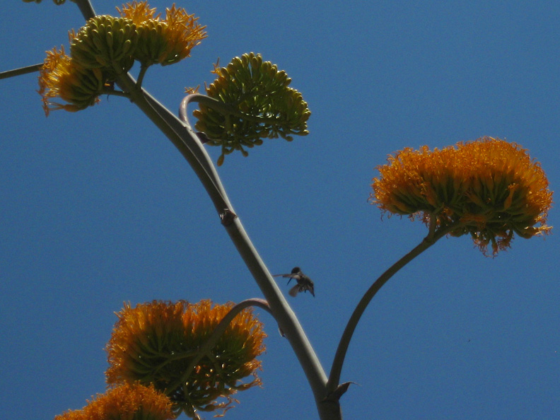 Hummingbird and agave blooms