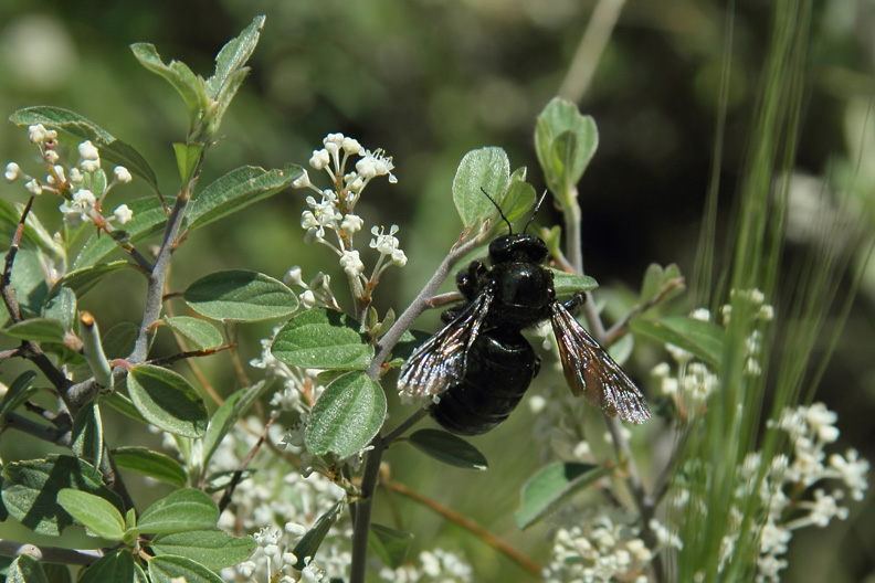 Carpenter bee