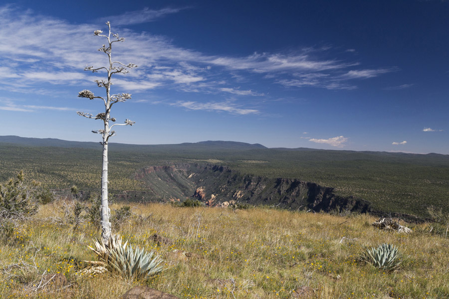 Agave and Munds Canyon