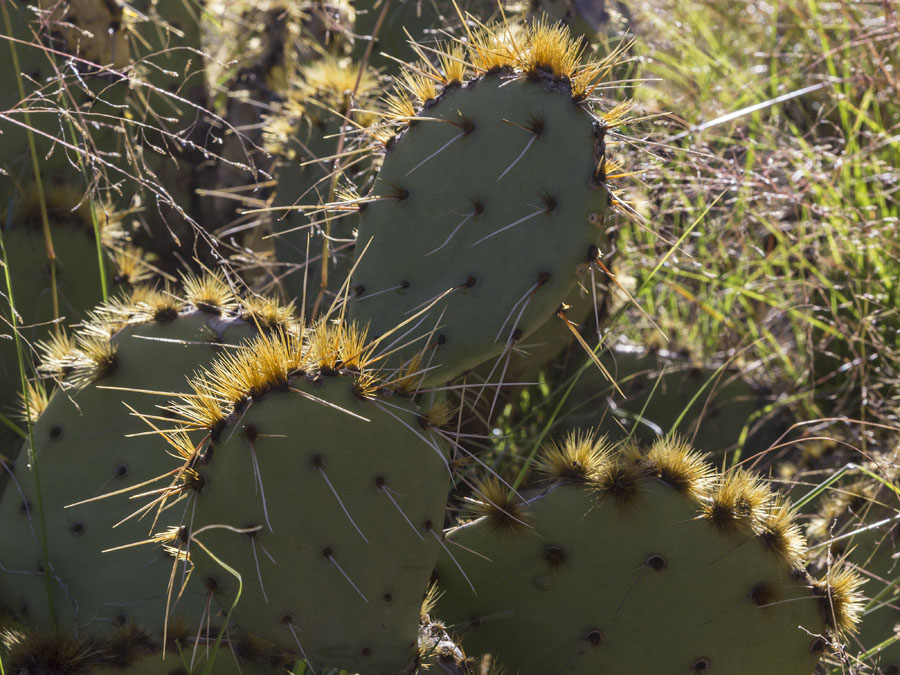 Prickly Pear needles