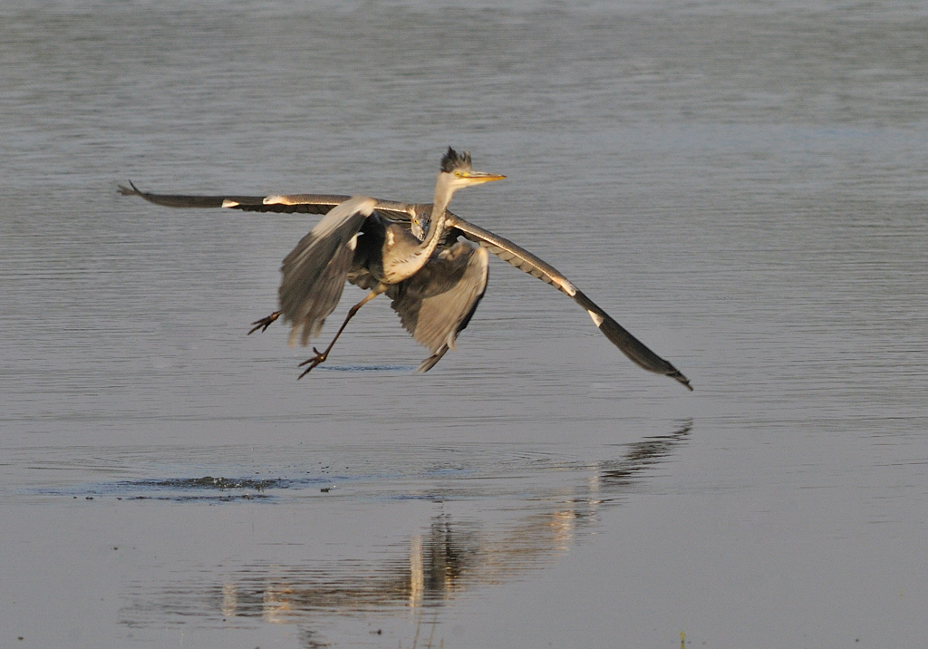 Grhger-Grey heron-(Ardea Cinerea)