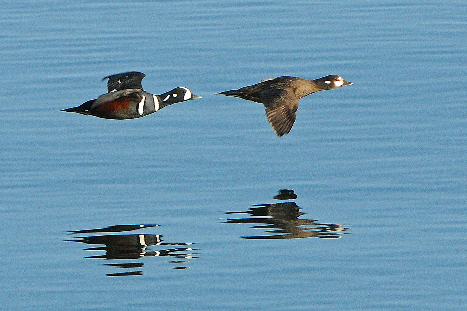 Harlequin Ducks