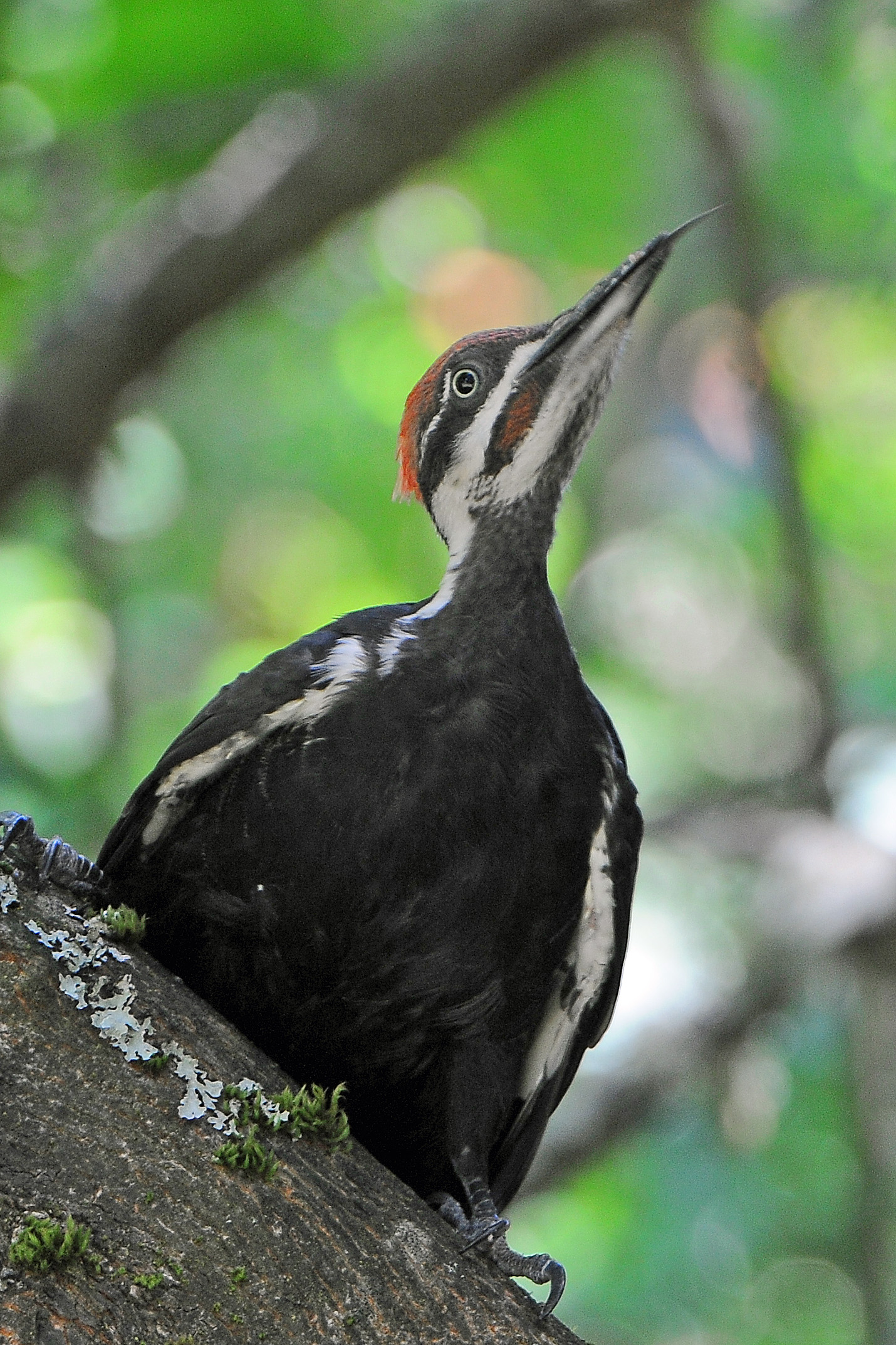 Pileated woodpecker