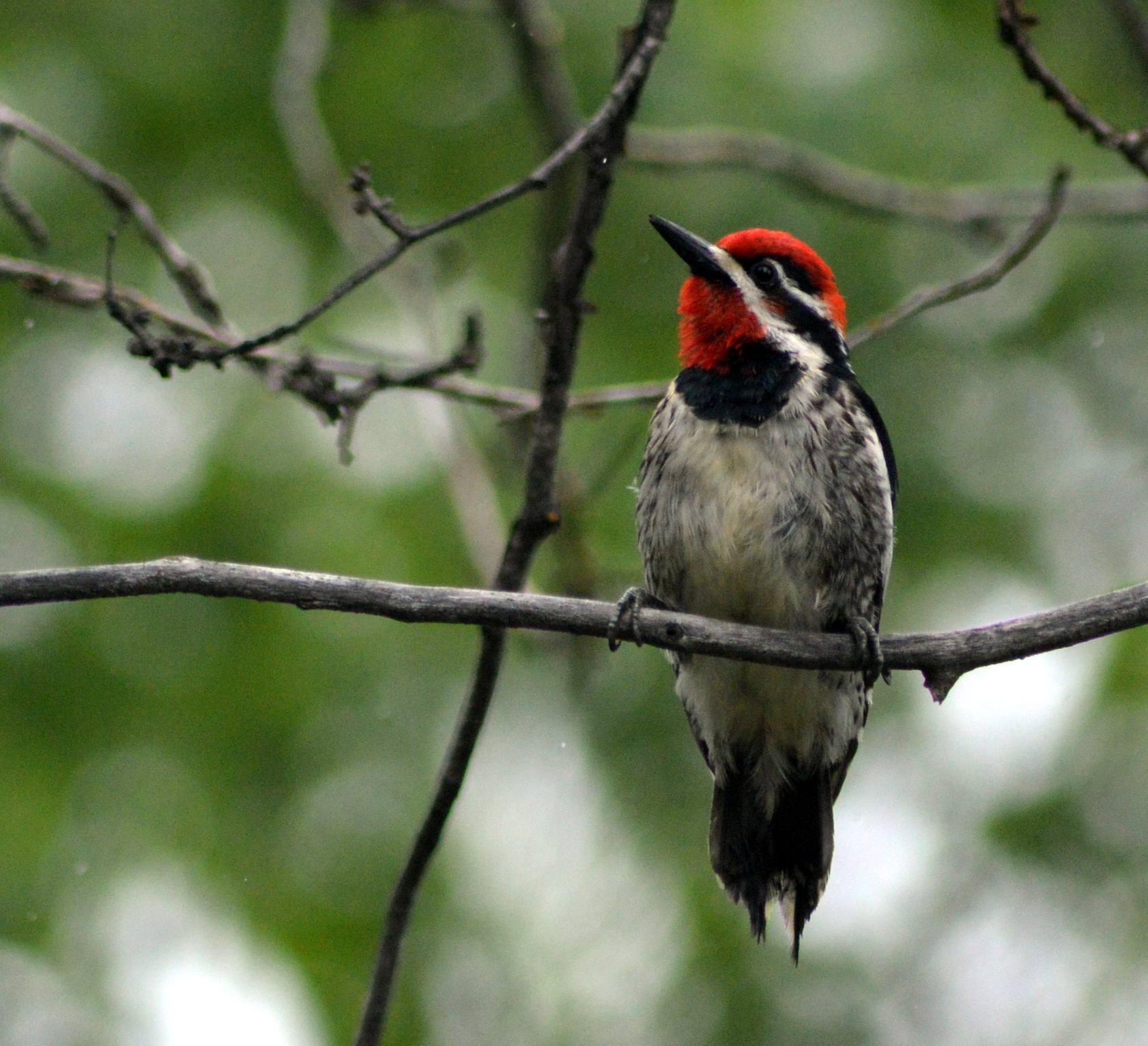 Red-naped sapsucker