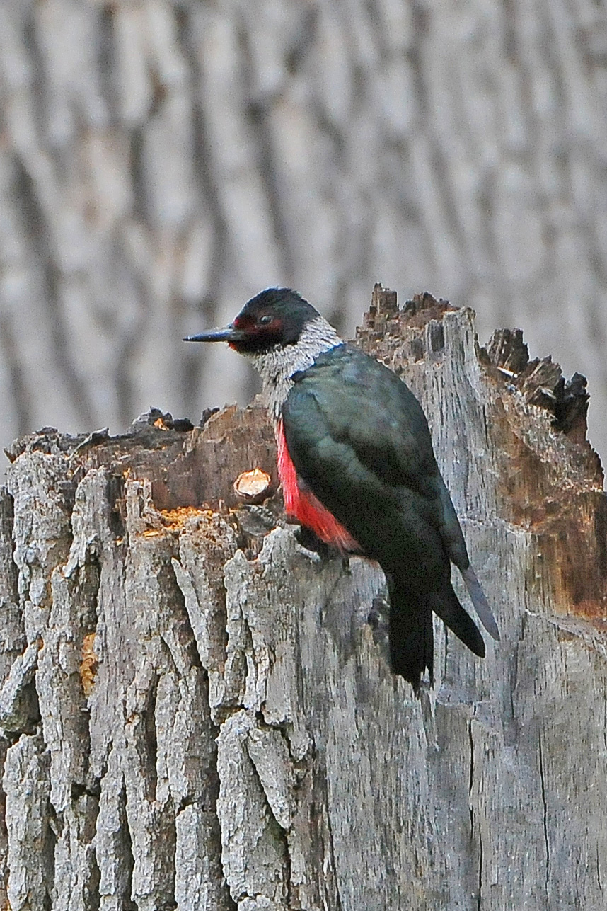 Lewiss Woodpecker