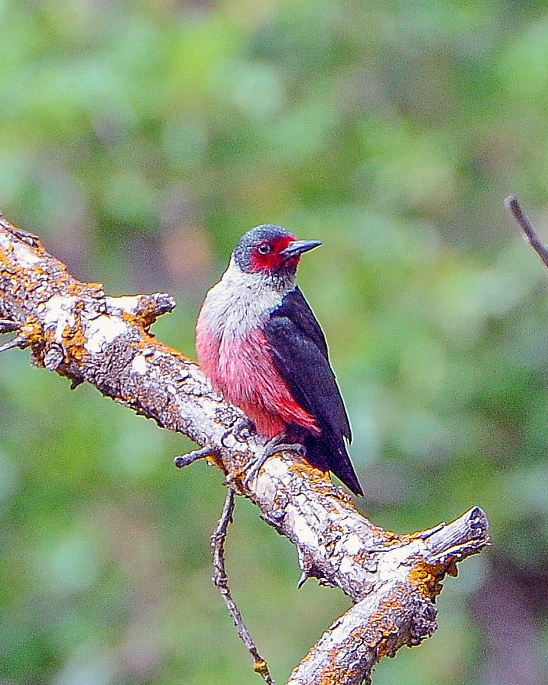Lewiss Woodpecker