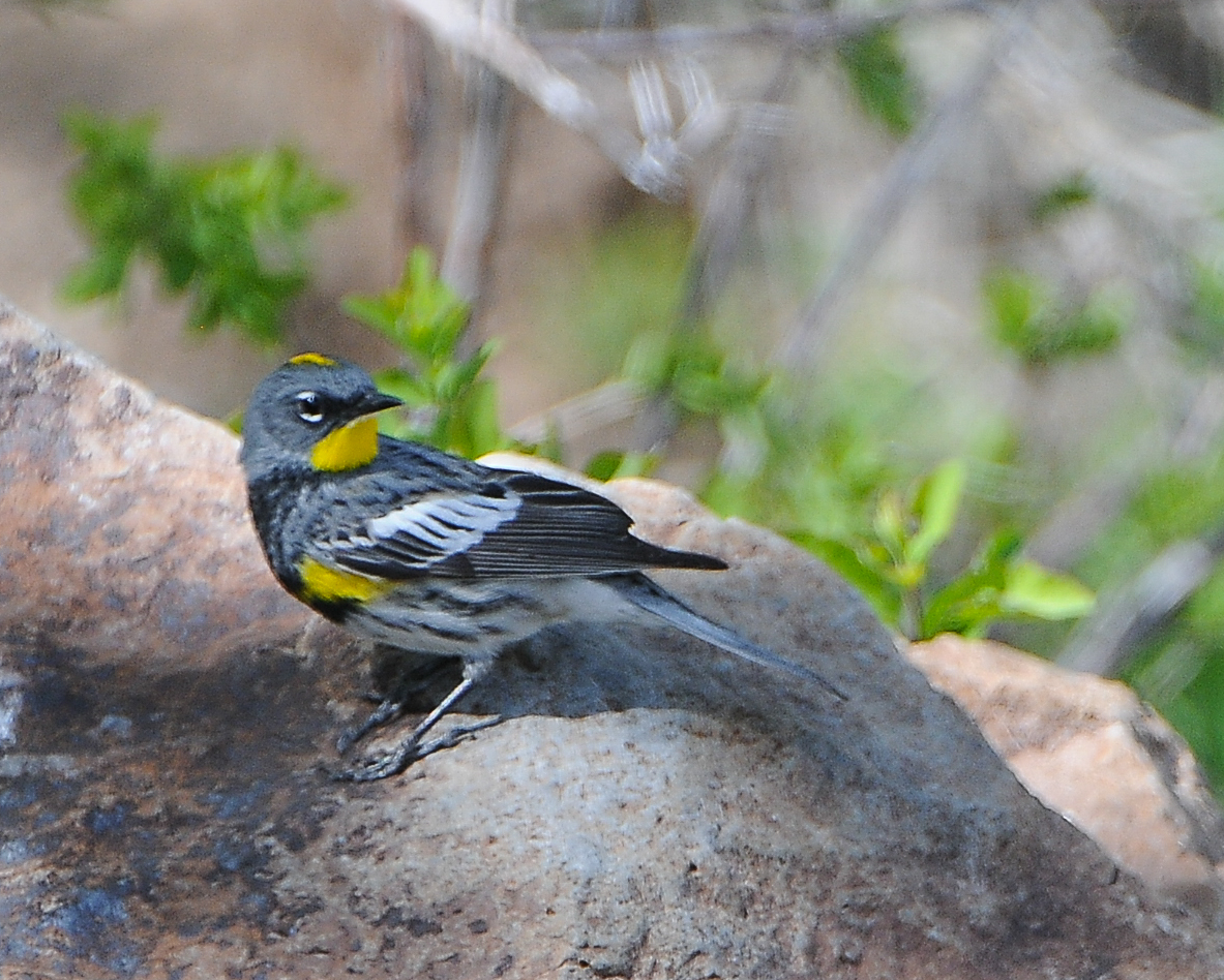 Yellow-rumped Warbler