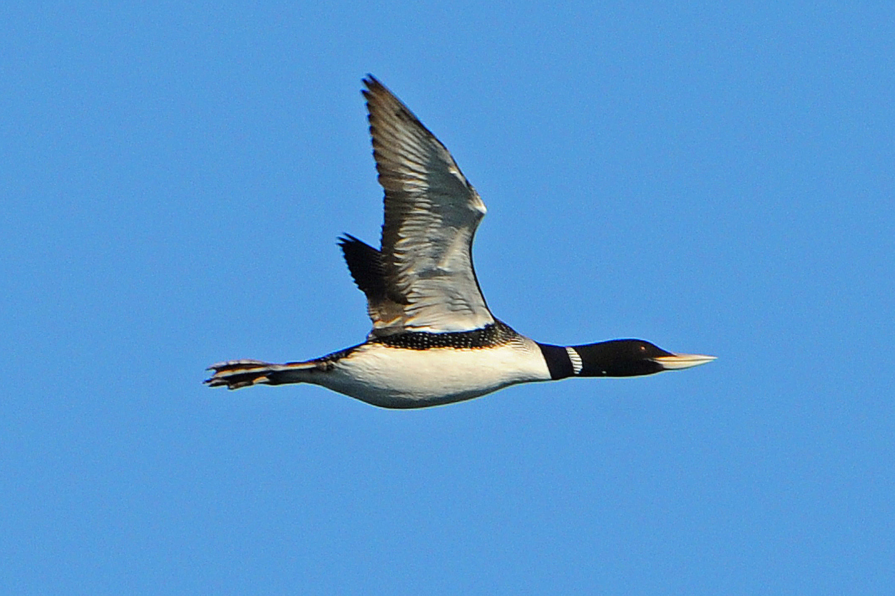 Yellow-billed Loon