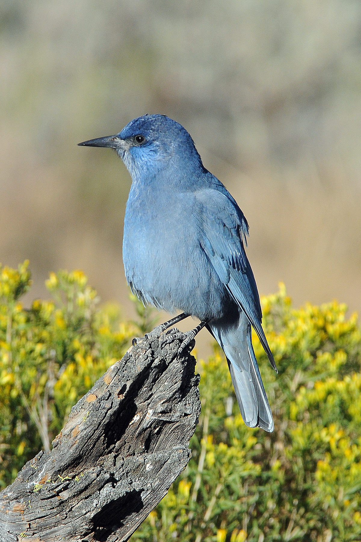 Pinyon Jay