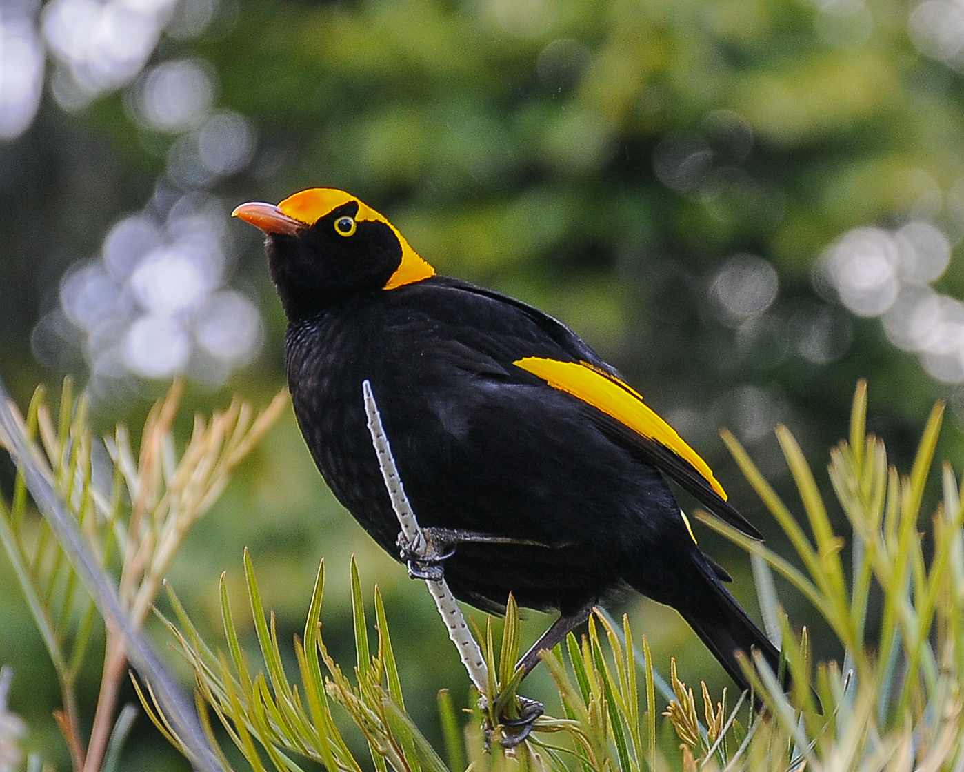 Regent Bowerbird