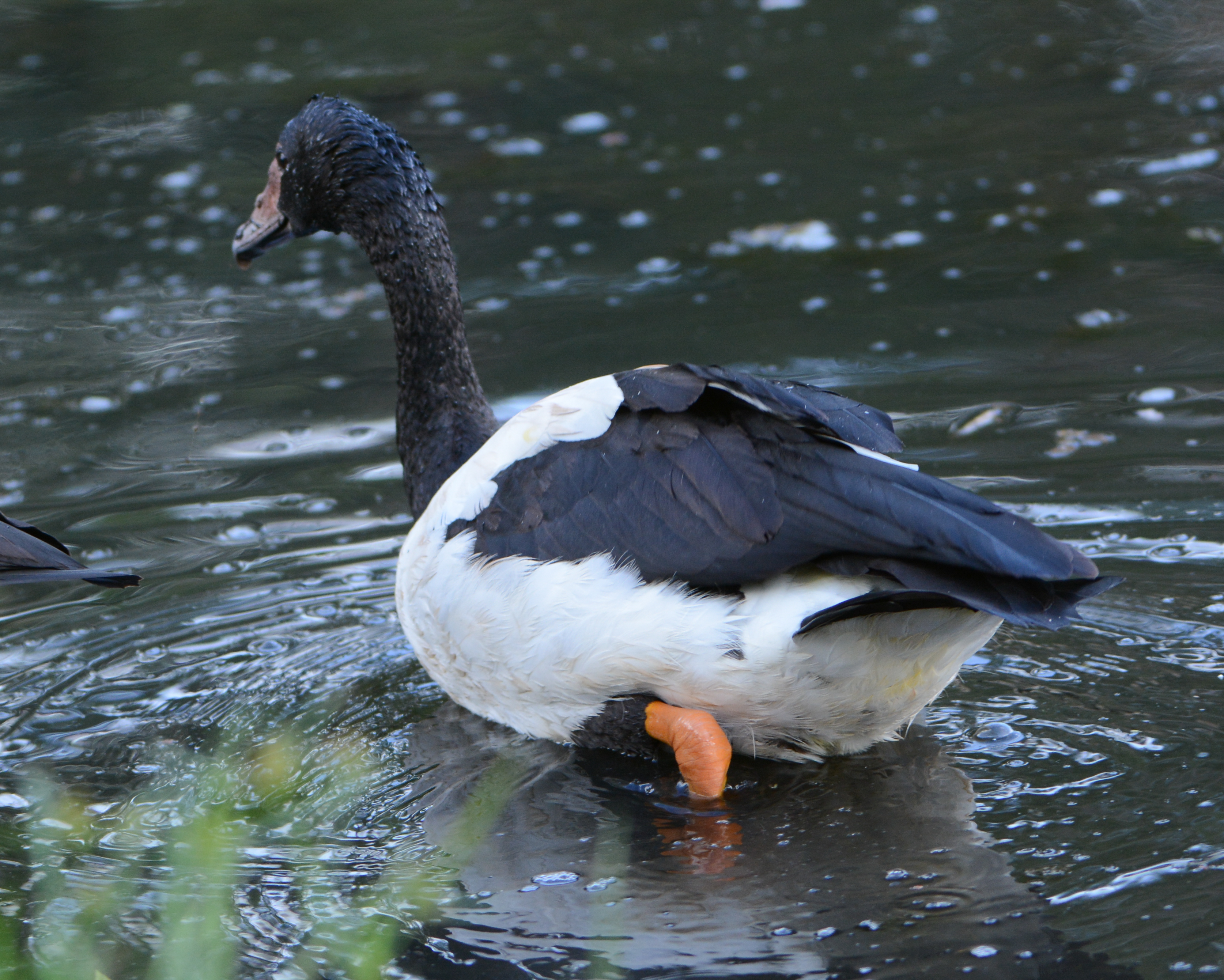 Magpie Goose