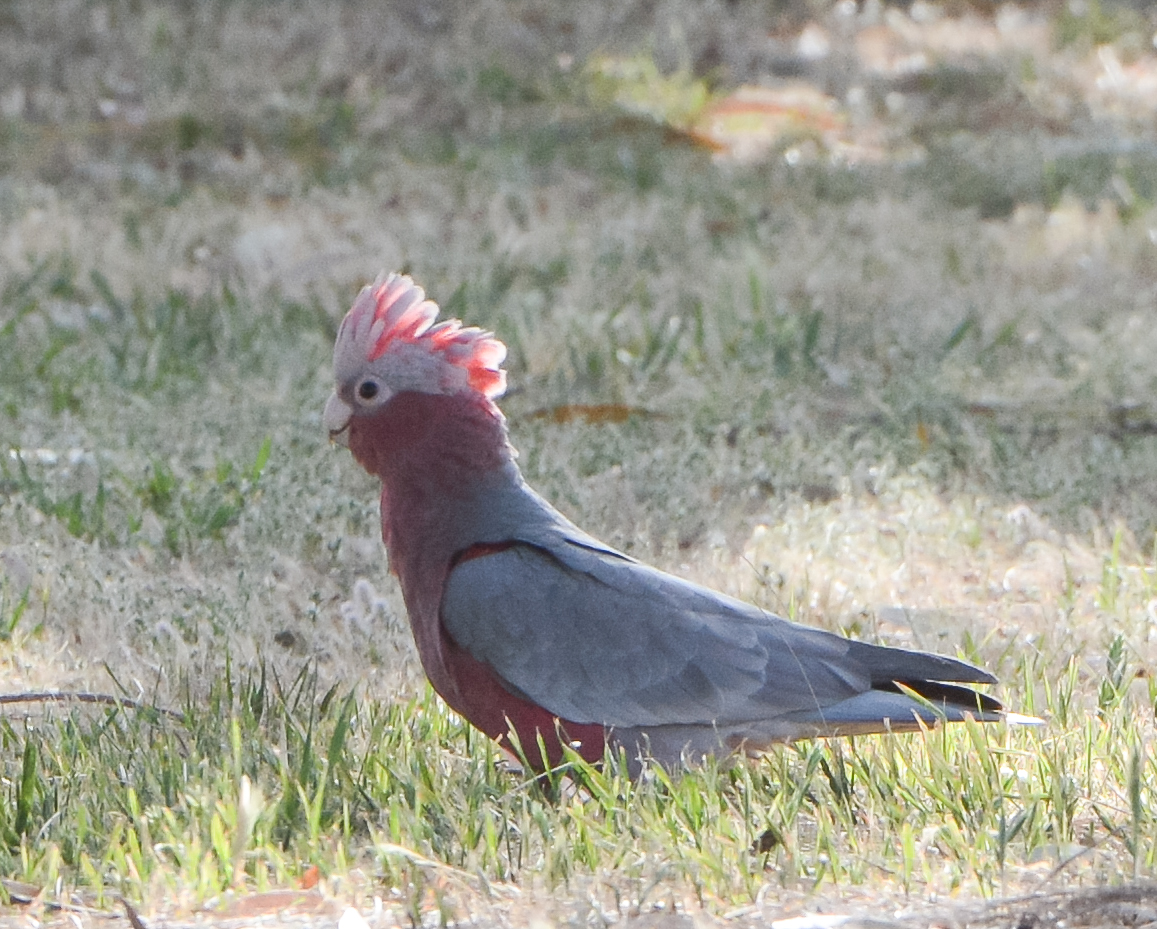 Galah