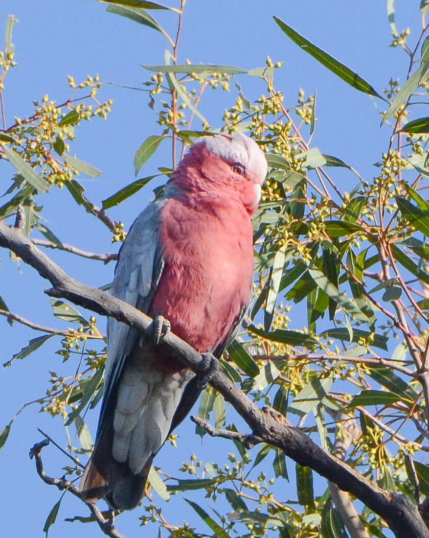 Galah