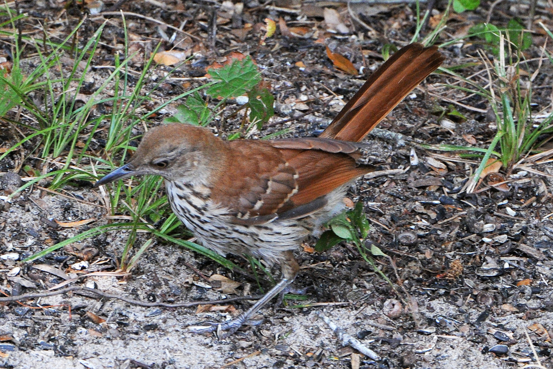 Brown Thrasher