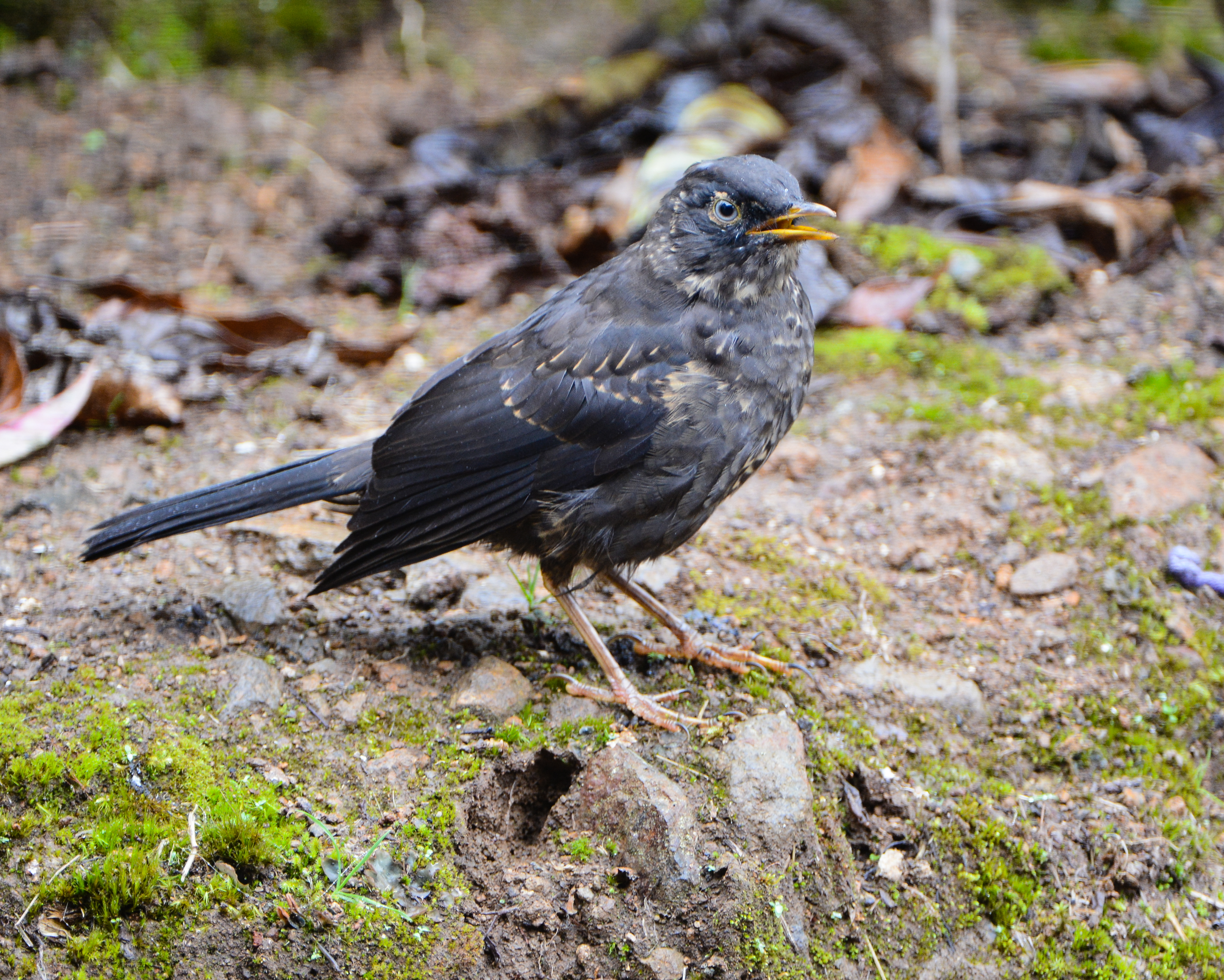 Sooty Thrush