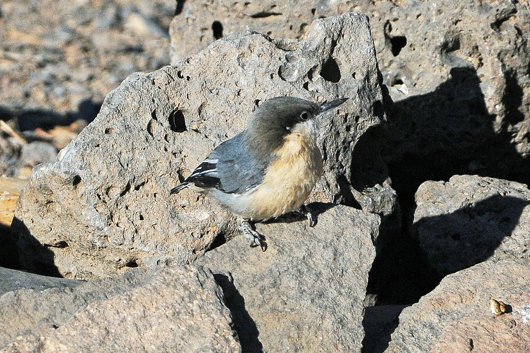 Pygmy Nuthatch