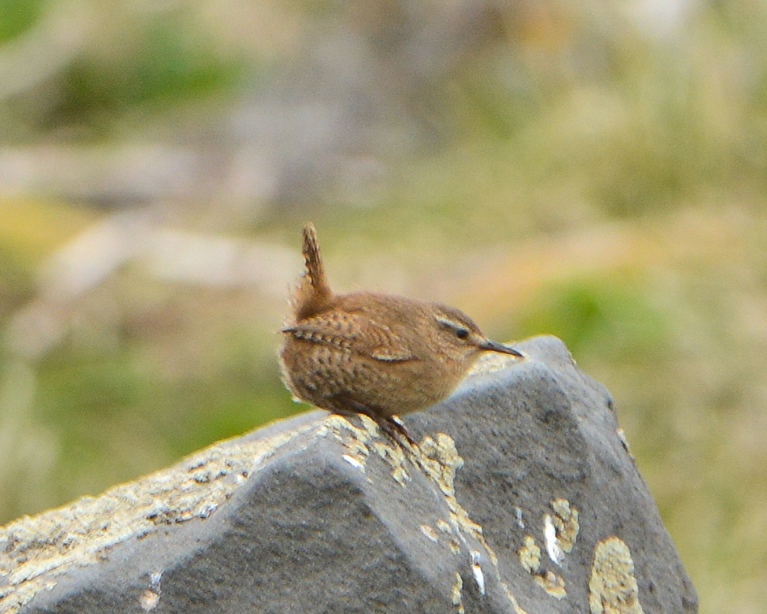 Pacific Wren