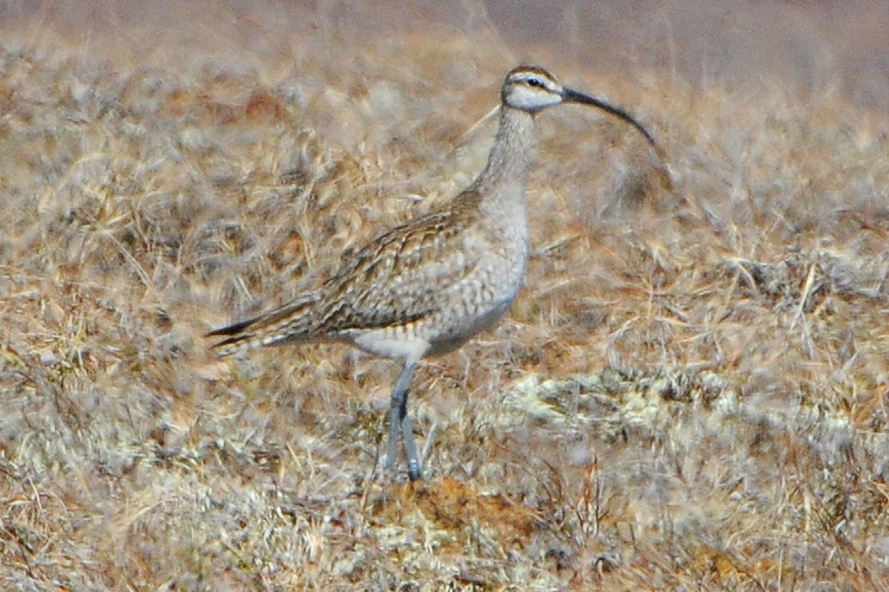 Whimbrel